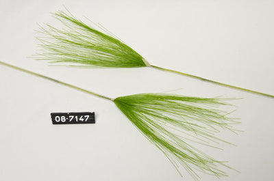 Van Manen Cyprus Spray