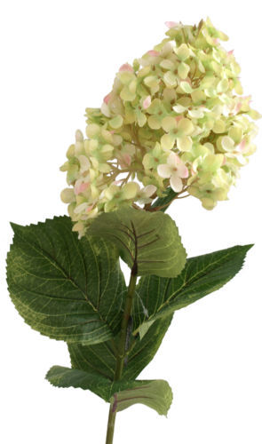 Van Manen Hydrangea Microphela